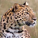 slides/IMG_3673.jpg wildlife, feline, big cat, cat, predator, fur, spot, amur, siberian, leopard, eye WBCW1 - Amur Leopard